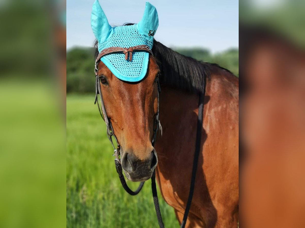 Baden Württemberger Castrone 16 Anni 160 cm Baio in Singen