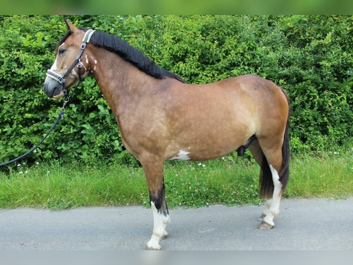 Baden Württemberger Castrone 4 Anni 145 cm Baio in Grevenbroich