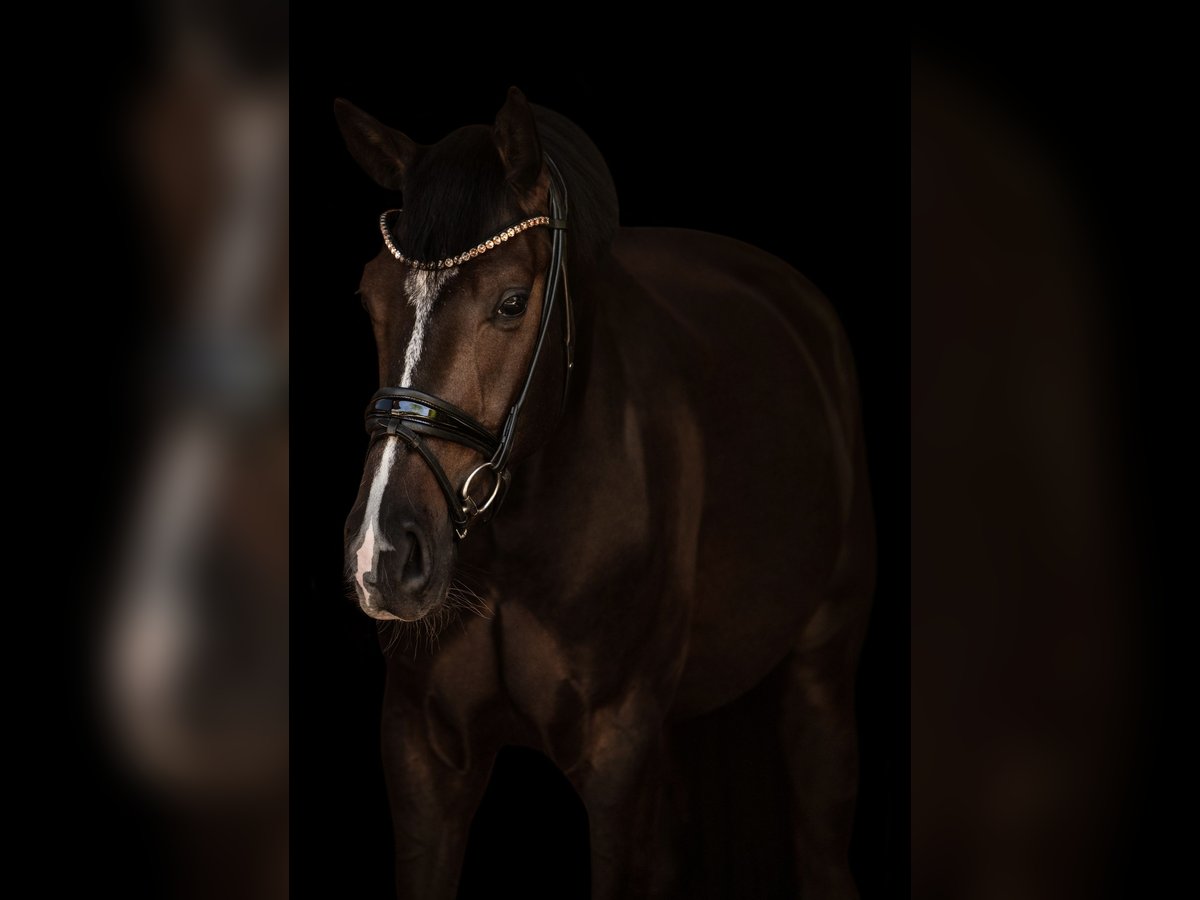 Baden Württemberger Castrone 5 Anni 175 cm Baio scuro in Dorsten