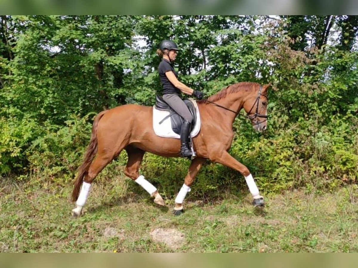 Baden Württemberger Castrone 6 Anni 169 cm Sauro in Murrhardt