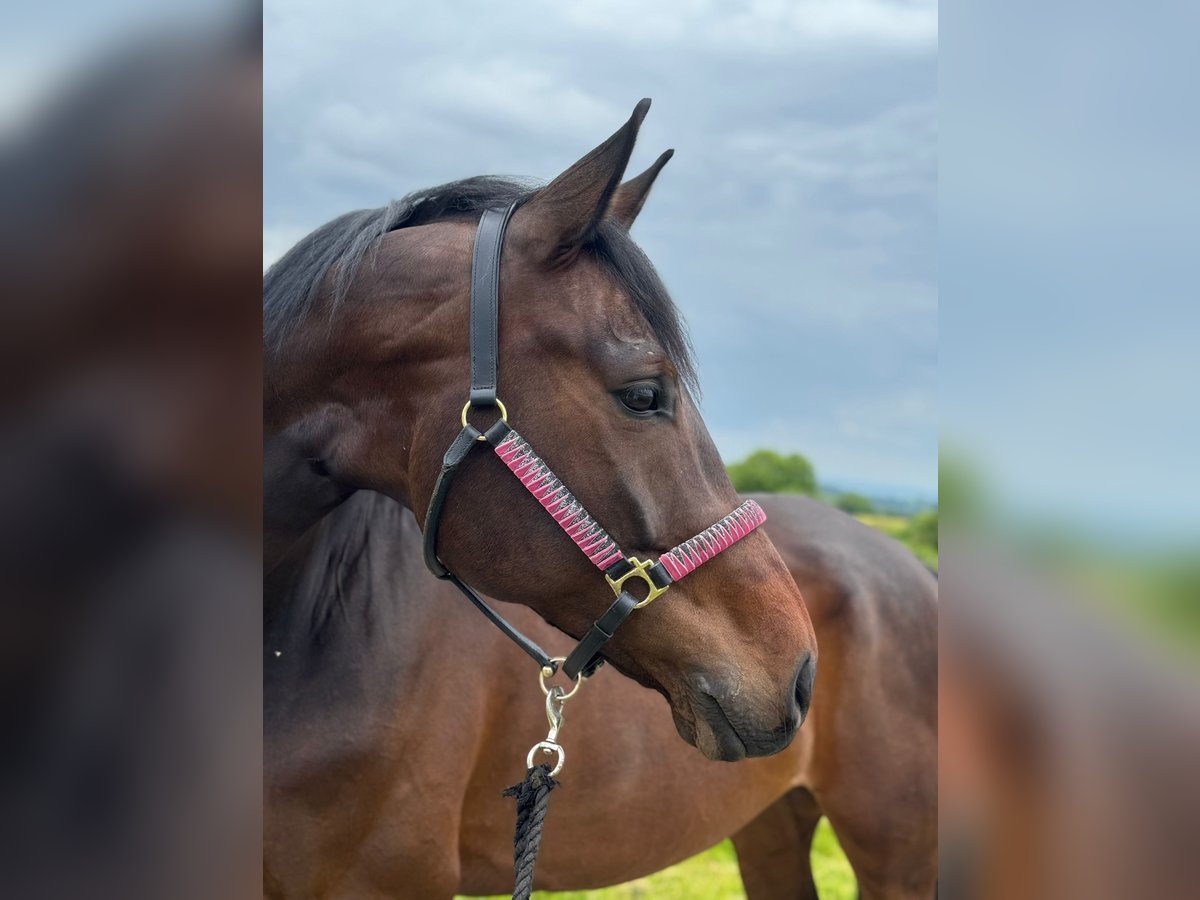 Baden Württemberger Castrone 9 Anni 172 cm Baio scuro in Waldachtal
