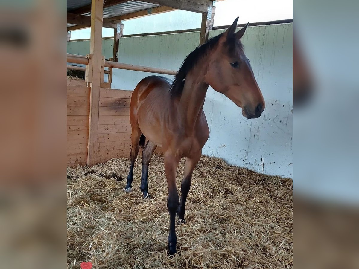 Baden Württemberger Giumenta 3 Anni Baio in Küssaberg