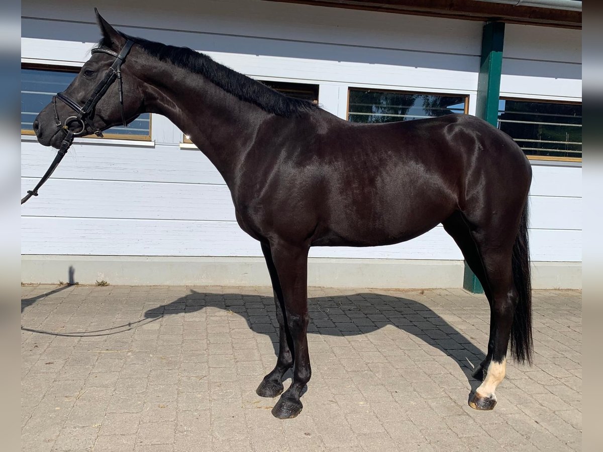 Baden Württemberger Giumenta 4 Anni 166 cm Morello in Neuburg an der Kammel