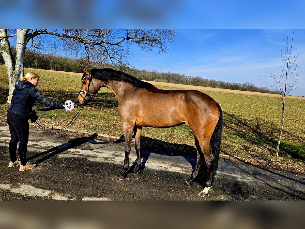 Baden Württemberger Giumenta 4 Anni 174 cm Baio in Röttingen