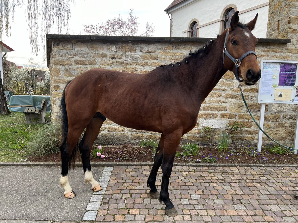 Baden Württemberger Hengst 4 Jaar 163 cm Bruin in Ludwigsburg