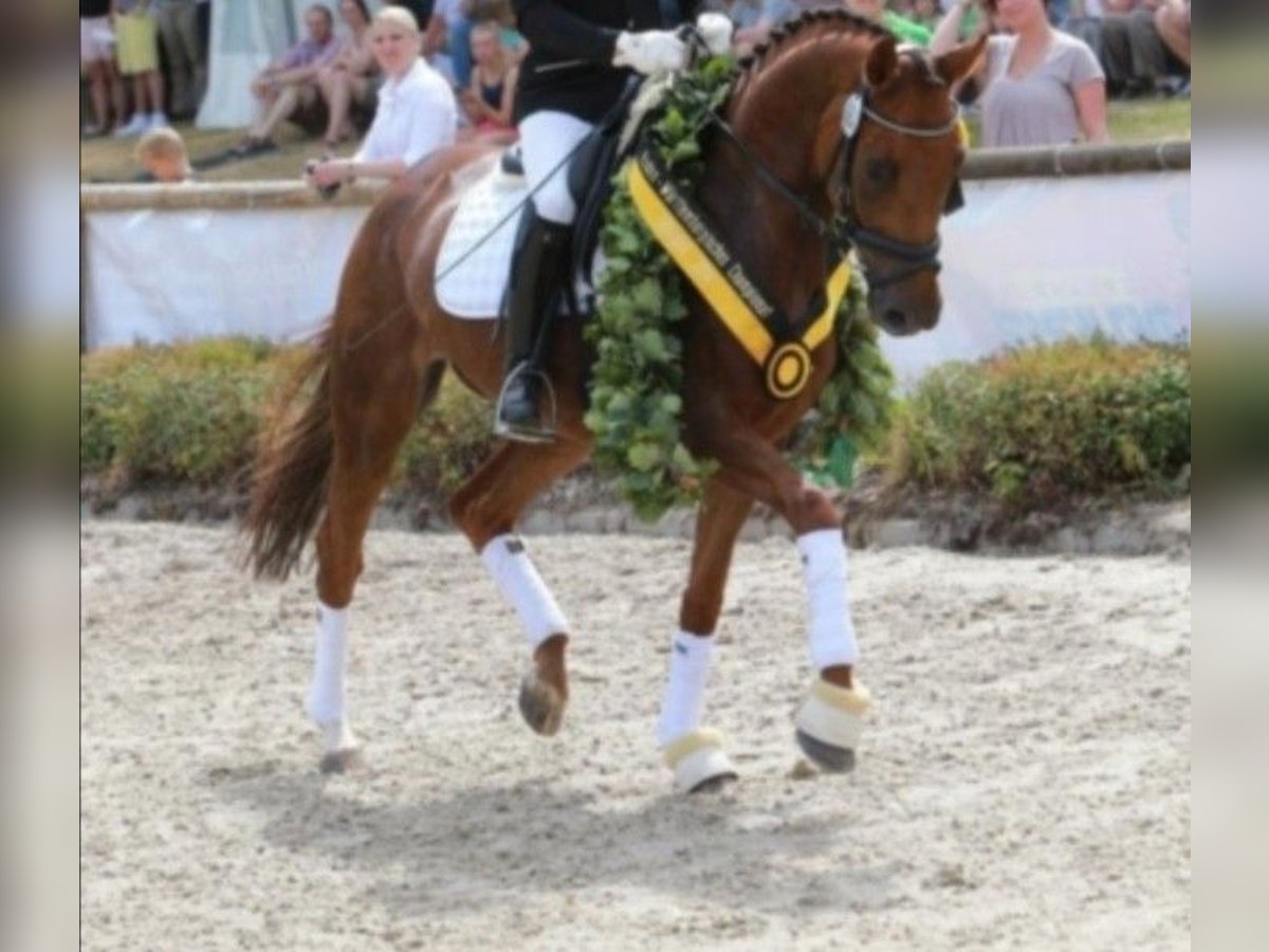 Baden Württemberger Merrie 15 Jaar 167 cm Vos in Wald
