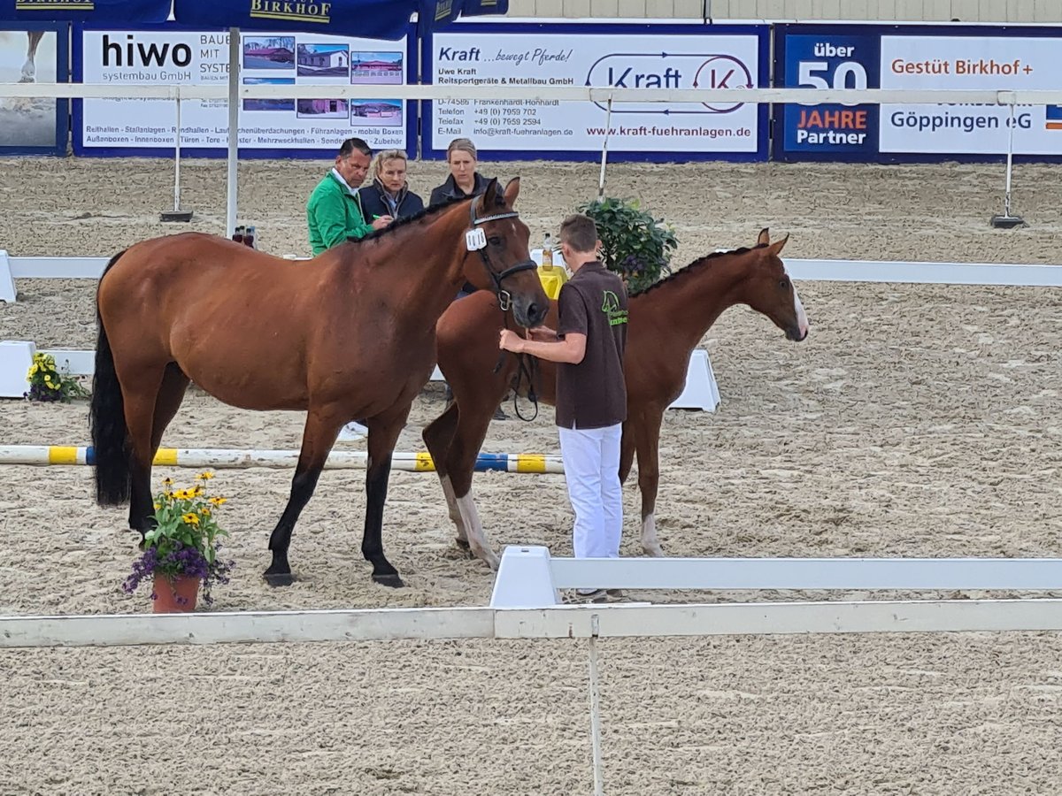 Baden Württemberger Merrie 17 Jaar 171 cm Bruin in Ellwangen (Jagst)