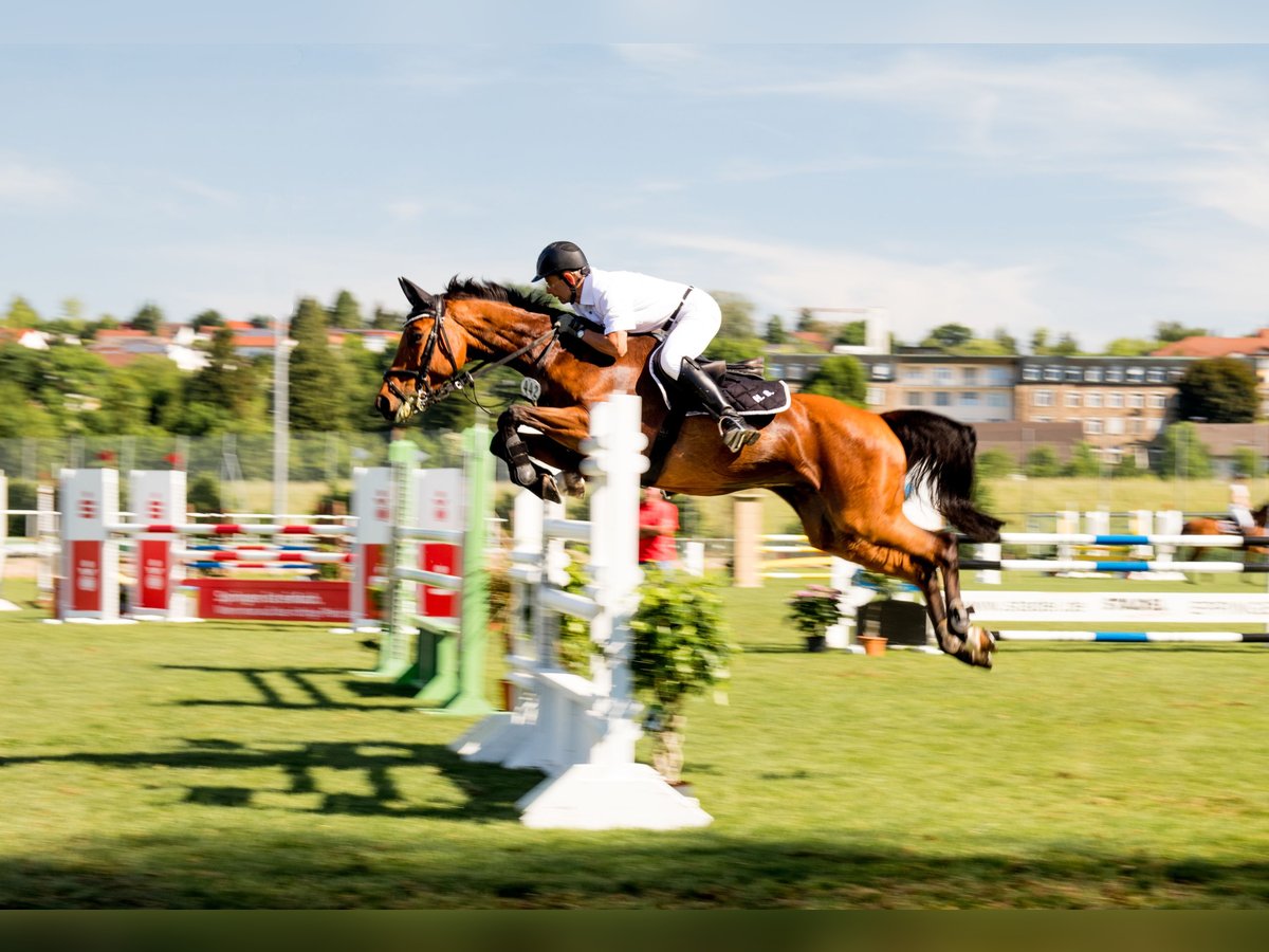 Baden Württemberger Merrie 19 Jaar 165 cm Bruin in Eppingen