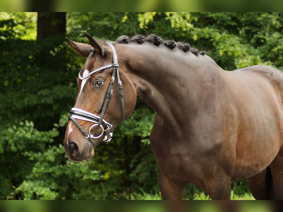 Baden Württemberger Merrie 3 Jaar 169 cm Donkerbruin in Gleichen