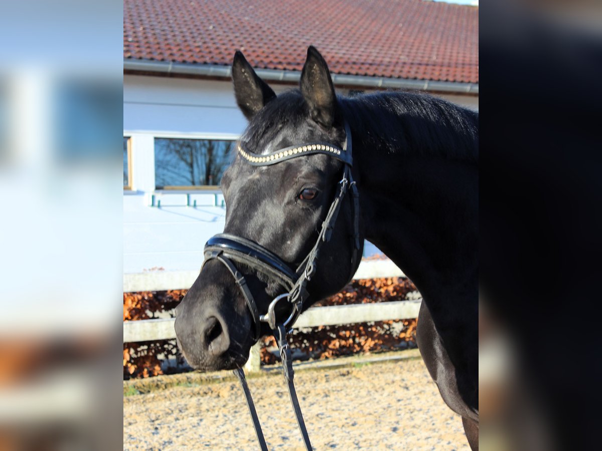 Baden Württemberger Merrie 4 Jaar 166 cm Zwart in Neuburg-Edelstetten