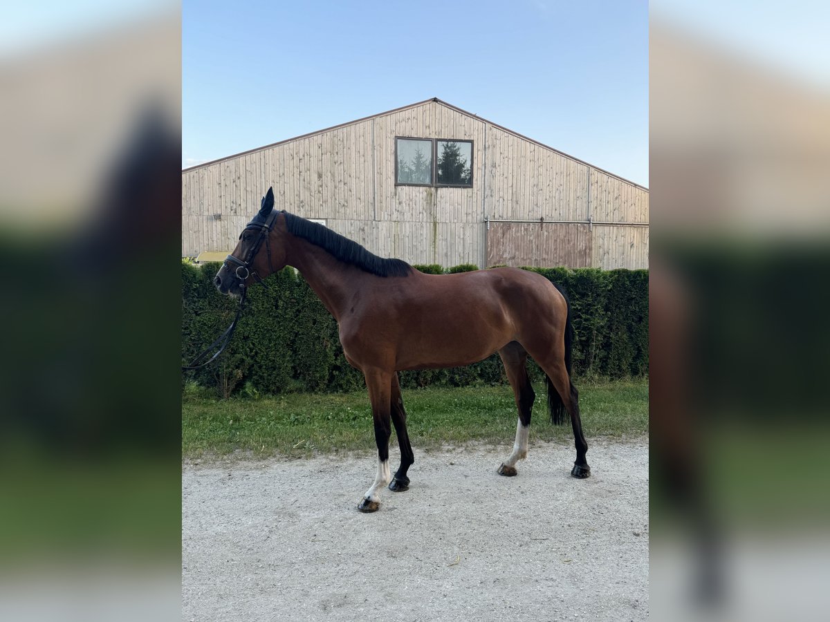 Baden Württemberger Merrie 5 Jaar 162 cm Bruin in Bellenberg