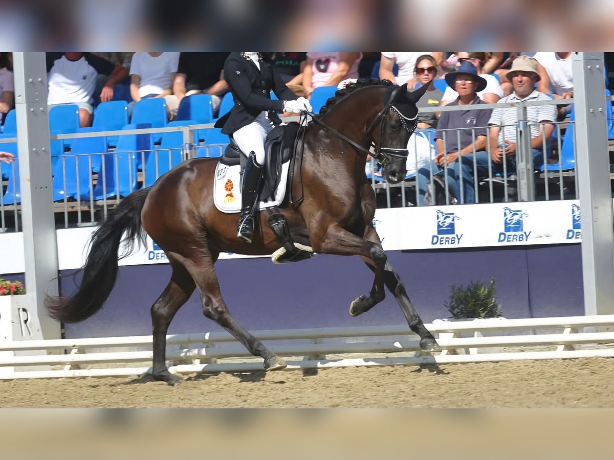 Baden Württemberger Merrie 5 Jaar 165 cm Zwart in Griesheim