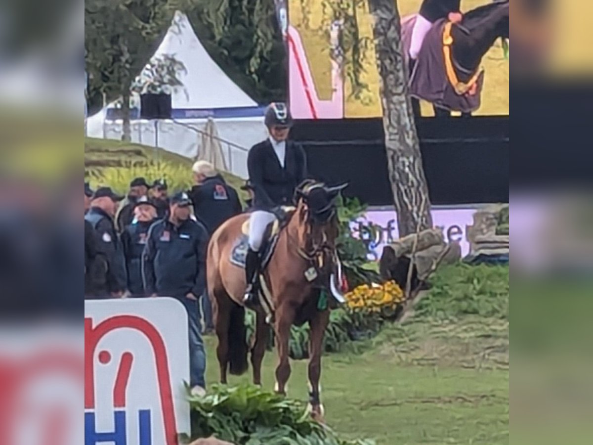 Baden Württemberger Merrie 5 Jaar 170 cm Vos in Leingarten
