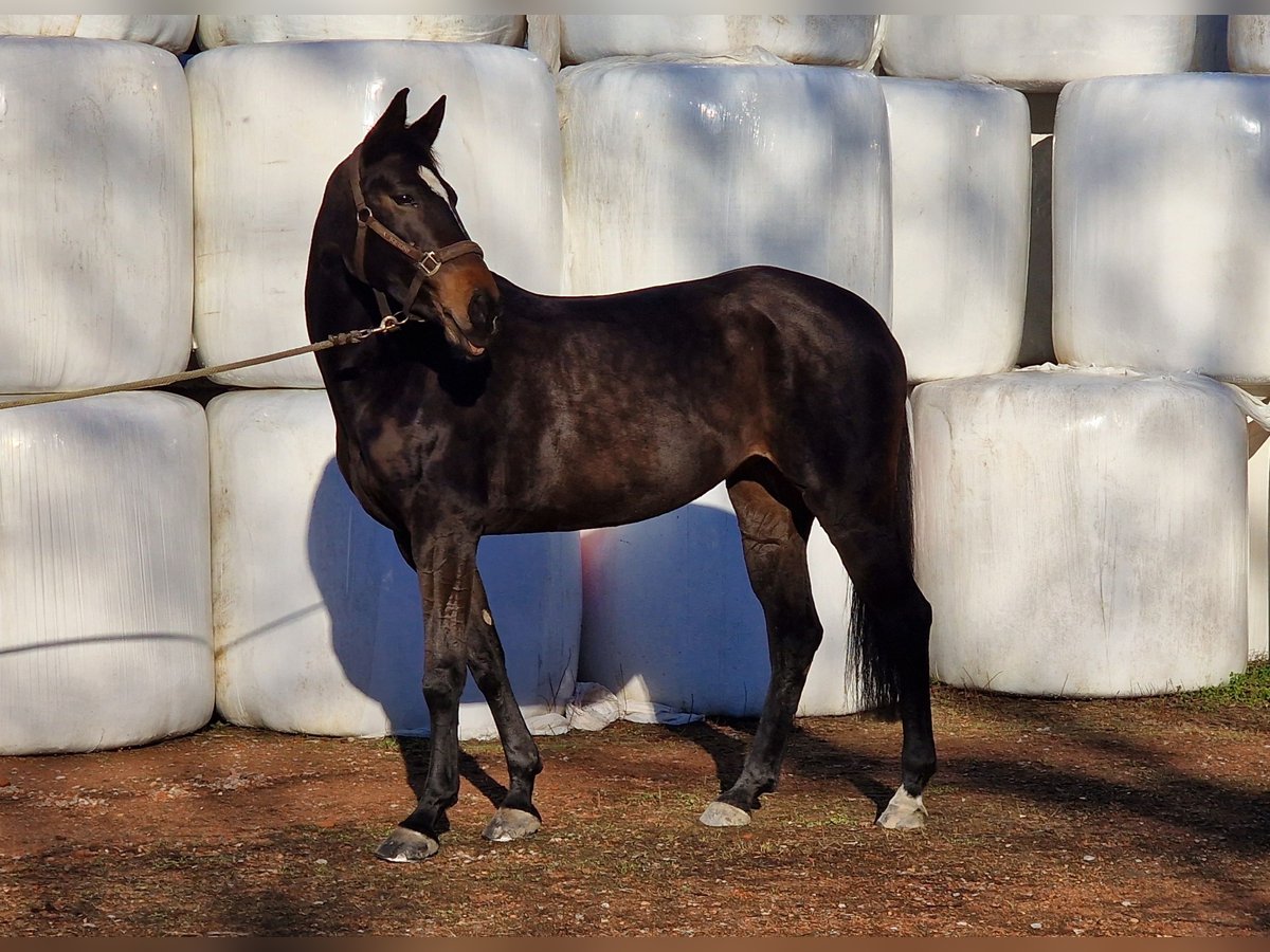 Baden Württemberger Merrie 7 Jaar 165 cm Donkerbruin in Oberriet SG