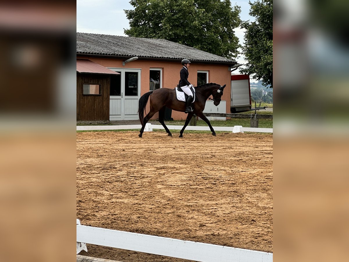 Baden Württemberger Merrie 7 Jaar 170 cm Zwartbruin in Murrhardt