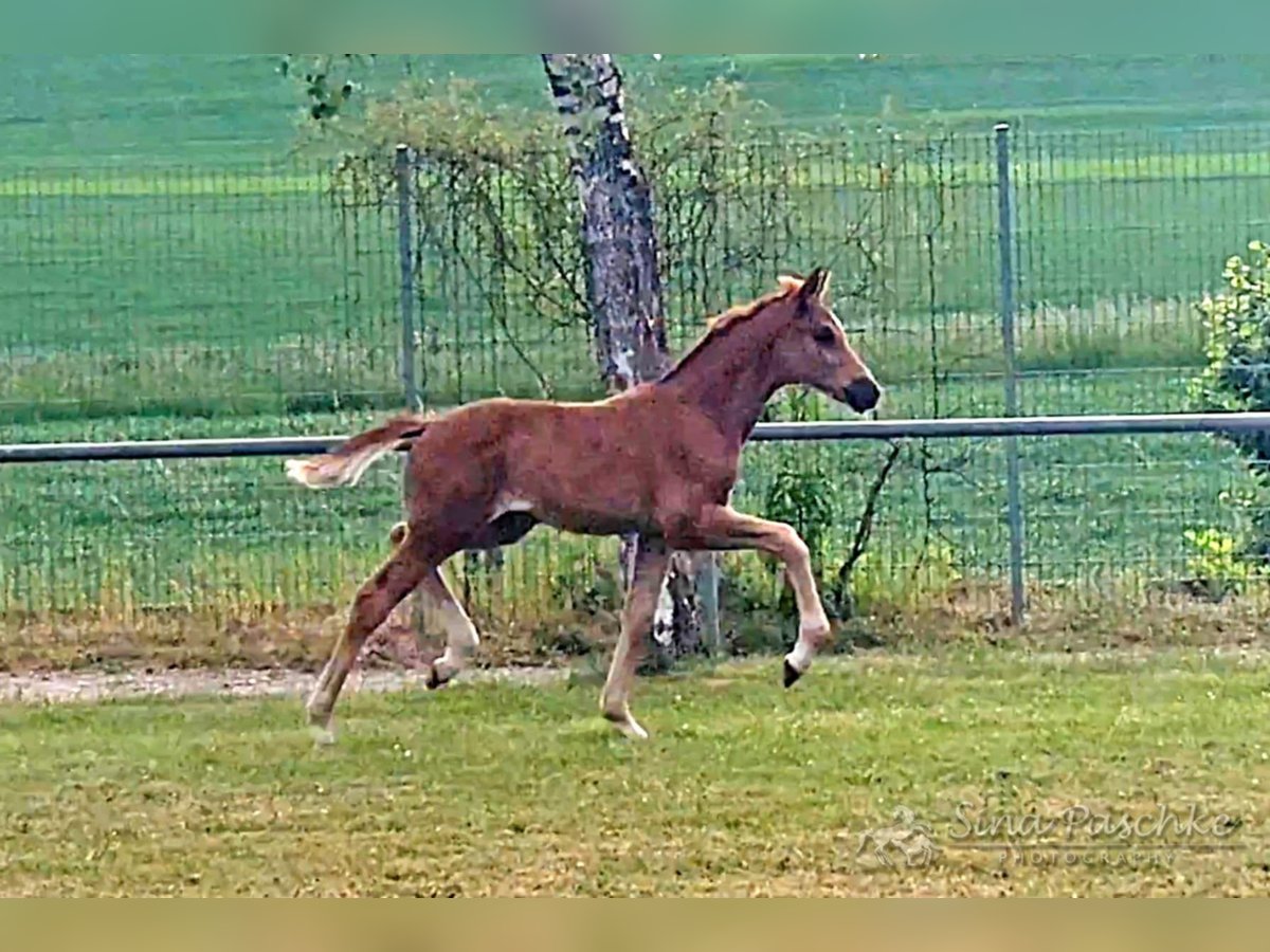 Baden Württemberger Merrie  Donkere-vos in Schwieberdingen