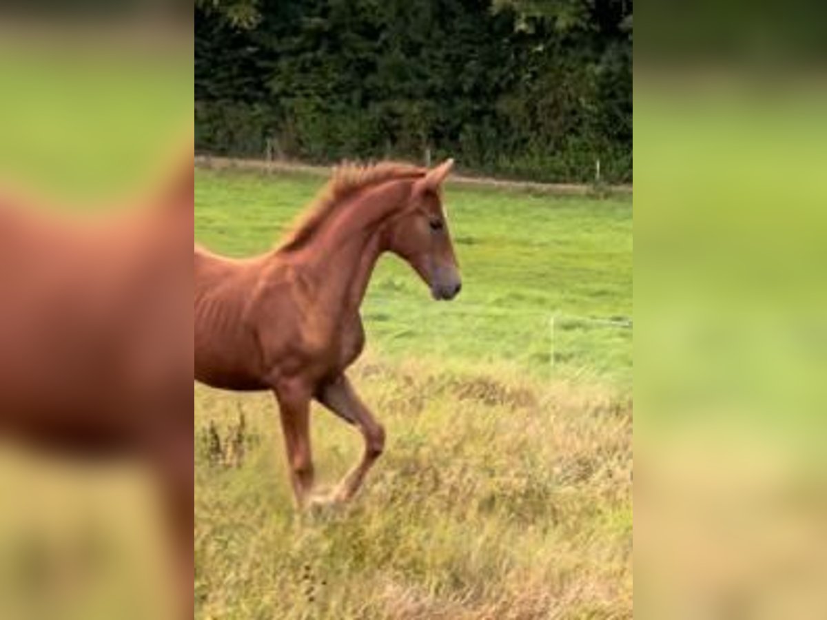 Baden Württemberger Merrie Veulen (04/2025) in Heistenbach