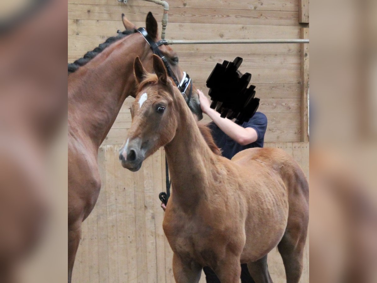 Baden Württemberger Merrie Veulen (04/2025) Vos in Heistenbach