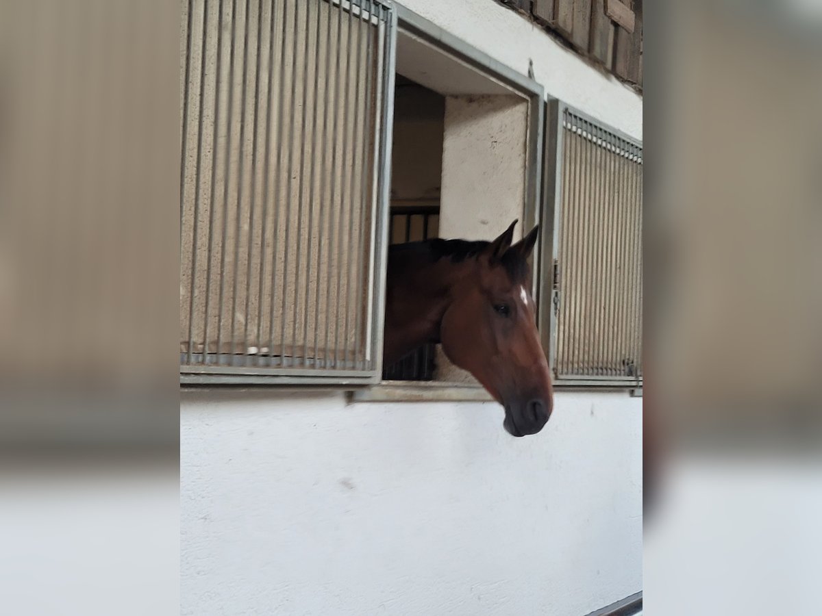 Baden Württemberger Ruin 12 Jaar 176 cm Bruin in Ilshofen