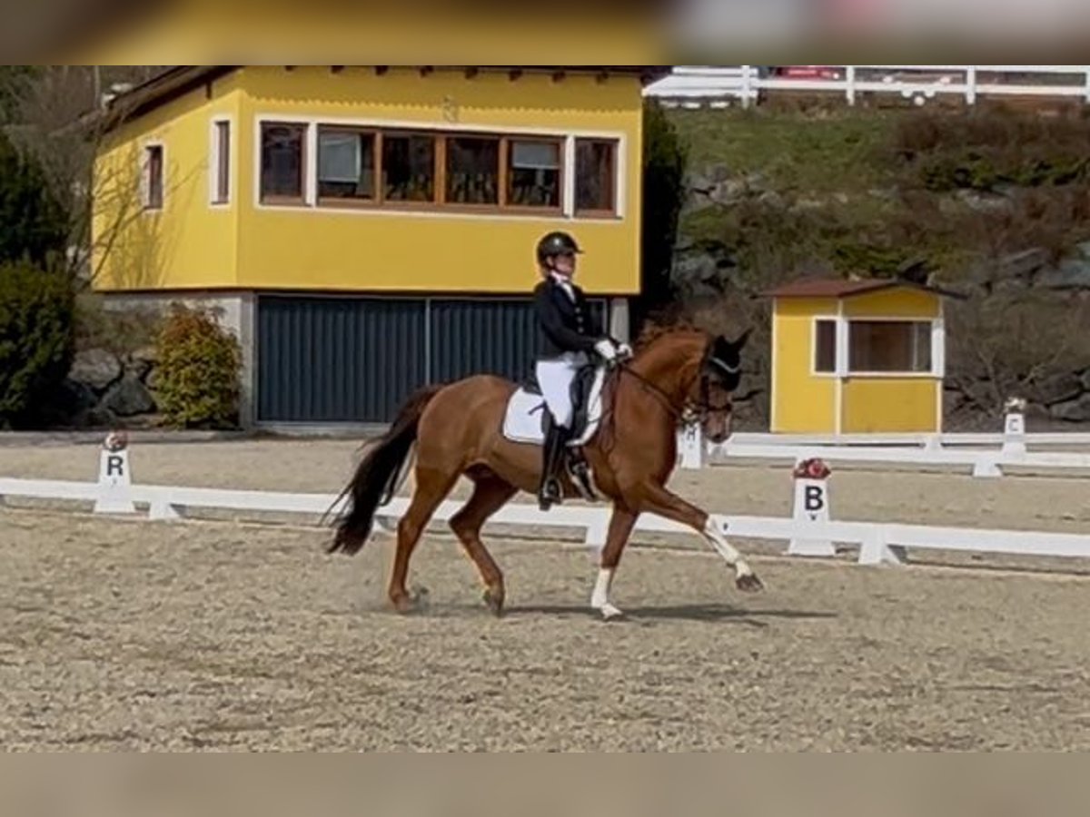 Baden Württemberger Ruin 14 Jaar 165 cm Vos in Schrozberg