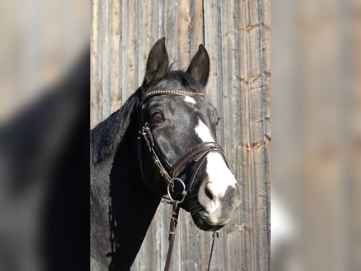 Baden Württemberger Ruin 16 Jaar 171 cm Zwartbruin in Steinheim am Albuch