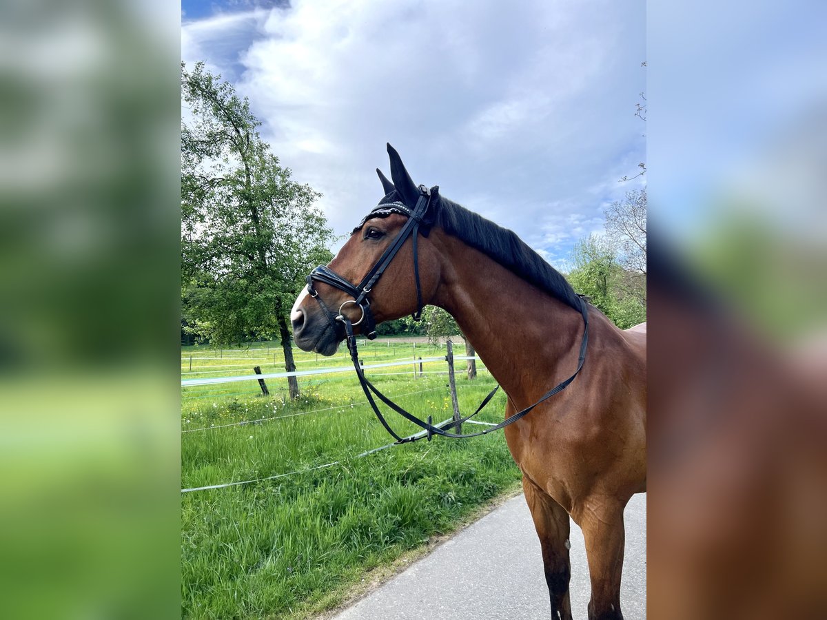 Baden Württemberger Ruin 18 Jaar 165 cm Bruin in Kippenheim