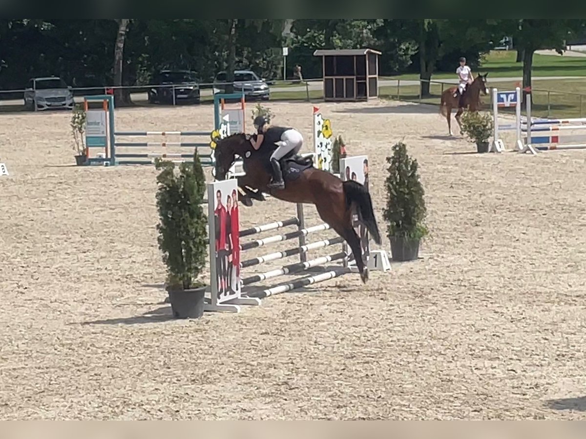 Baden Württemberger Ruin 5 Jaar 168 cm Donkerbruin in Schrozberg