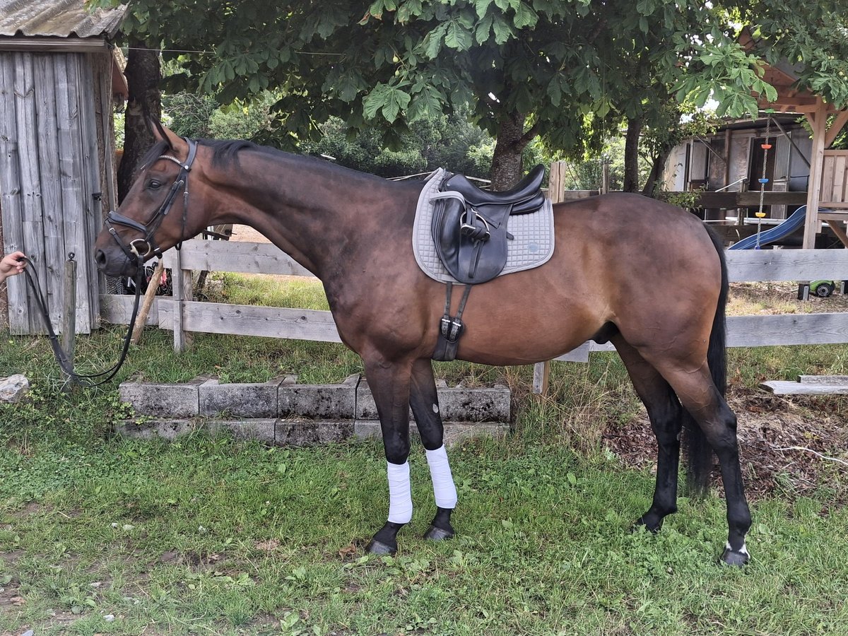 Baden Württemberger Ruin 5 Jaar 174 cm Donkerbruin in Bad Dürrheim Baden Württemberger Ruin 5 Jaar 174 cm Donkerbruin in Bad Dürrheim