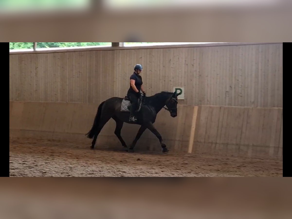 Baden Württemberger Ruin 7 Jaar 172 cm Donkerbruin in T&#xFC;bingen