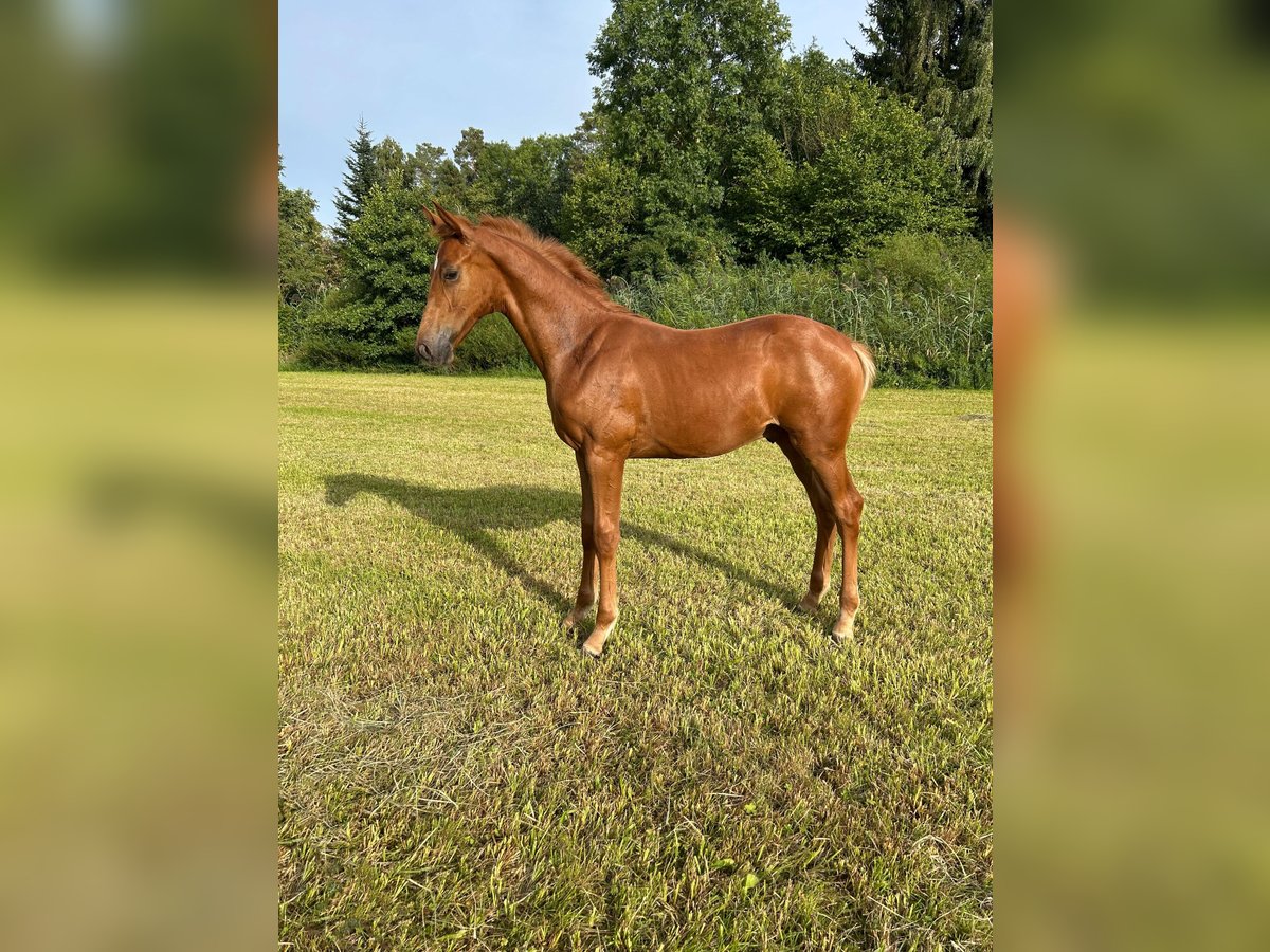 Baden Württemberger Stallone Puledri (04/2025) 135 cm Sauro in Neuhof an der Zenn