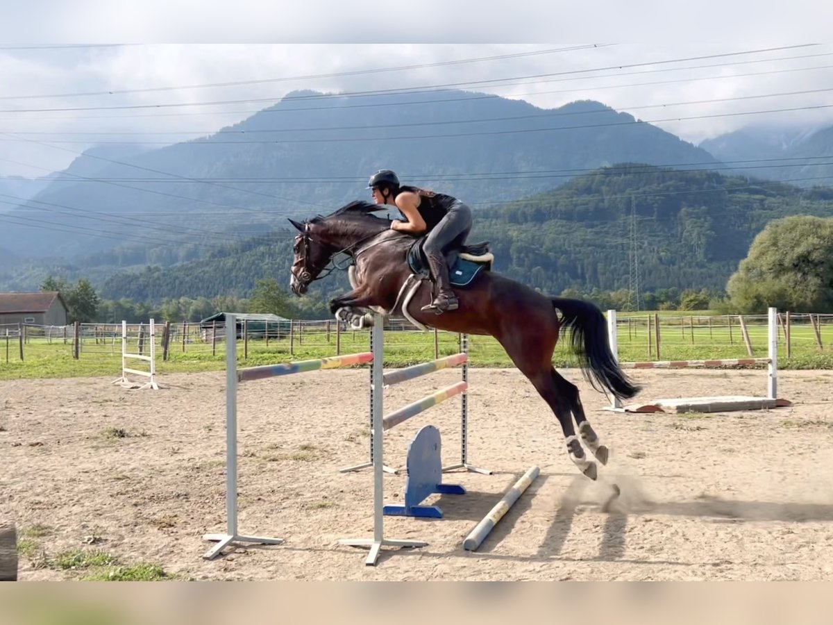 Baden Württemberger Stute 11 Jahre 167 cm Dunkelbrauner in Schlins