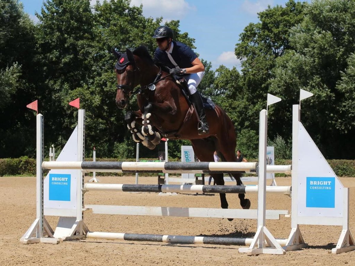 Baden Württemberger Stute 11 Jahre 172 cm Brauner in Korntal-M&#xFC;nchingen
