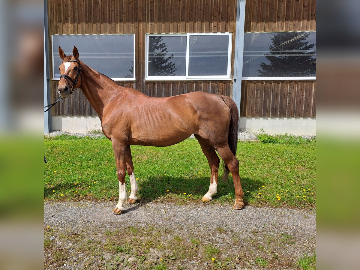 Baden Württemberger Stute 16 Jahre 169 cm Fuchs in Rot an der Rot