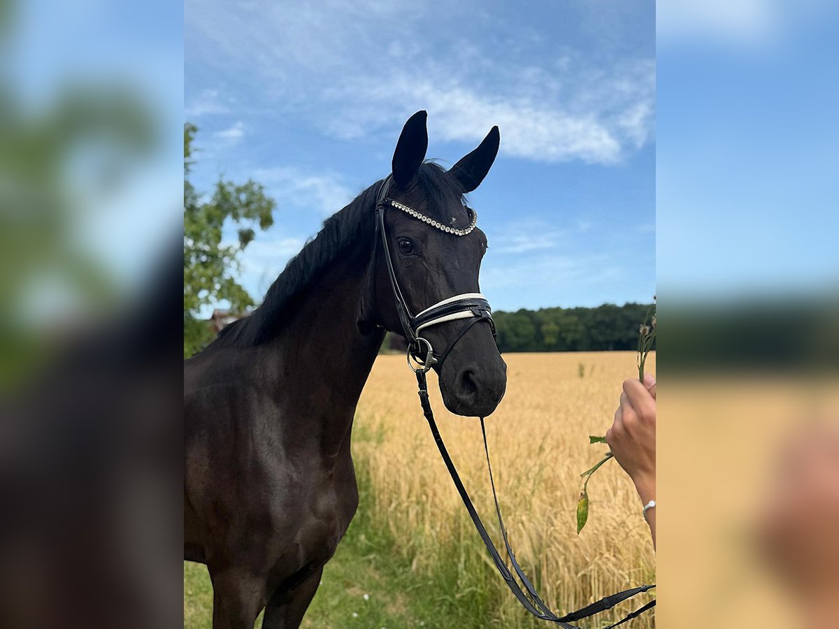 Baden Württemberger Stute 4 Jahre 169 cm Rappe in R&#xF6;ttingen
