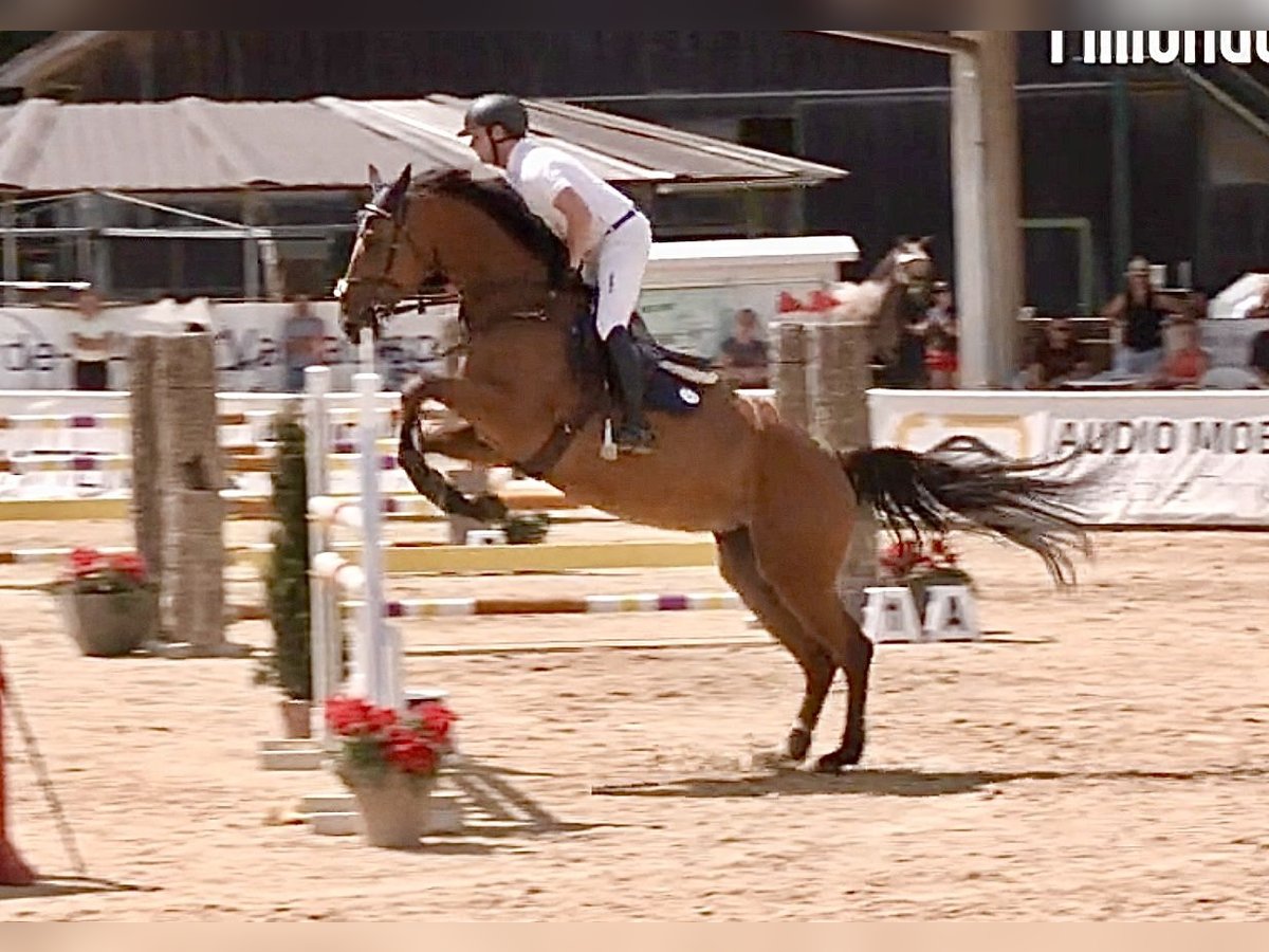 Baden Württemberger Stute 6 Jahre 174 cm Brauner in Unterneukirchen