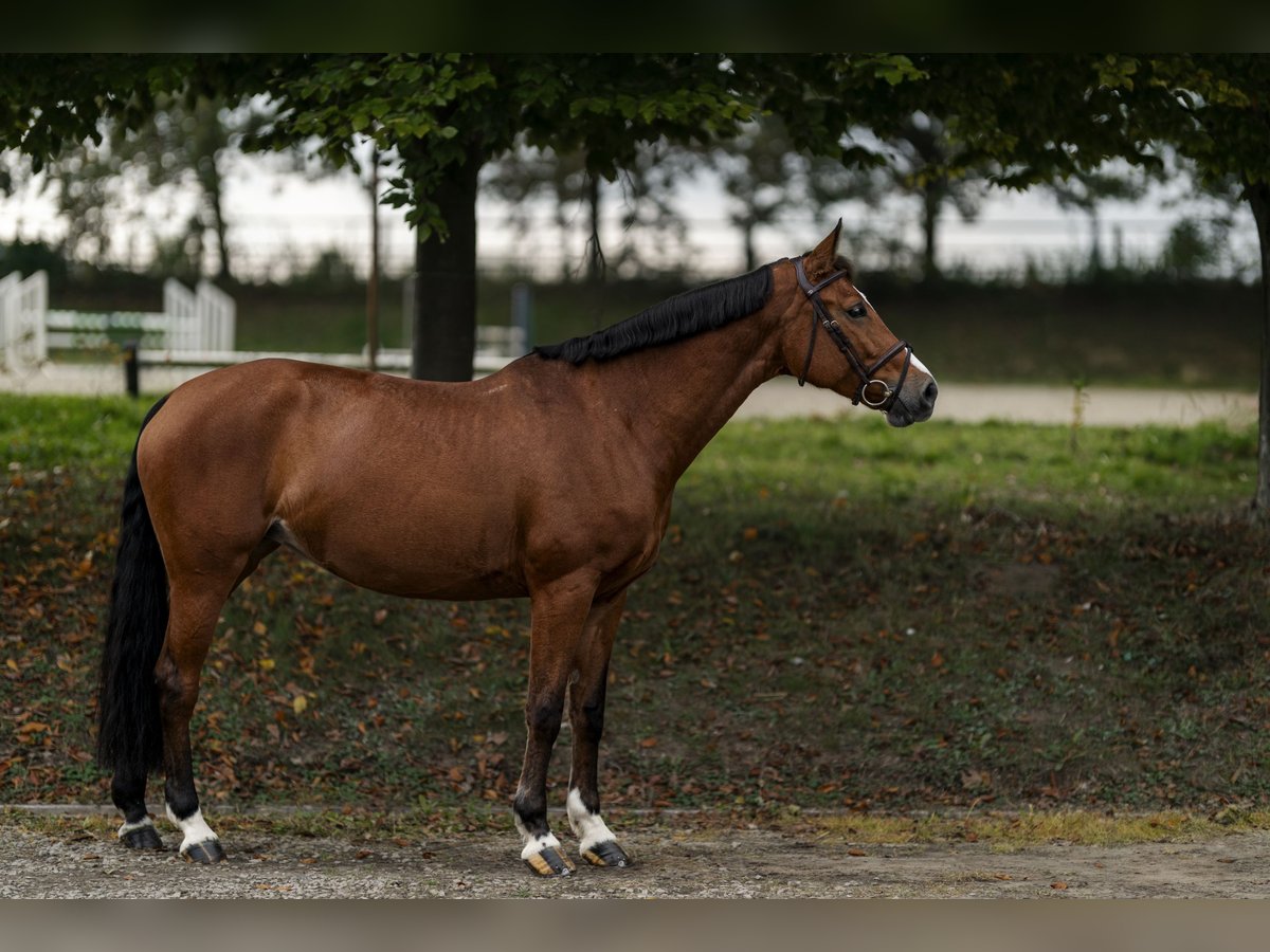 Baden Württemberger Stute 7 Jahre 168 cm Brauner in Nettetal