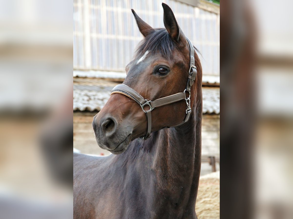 Baden Württemberger Stute 8 Jahre 168 cm Dunkelbrauner in Grevenbroich