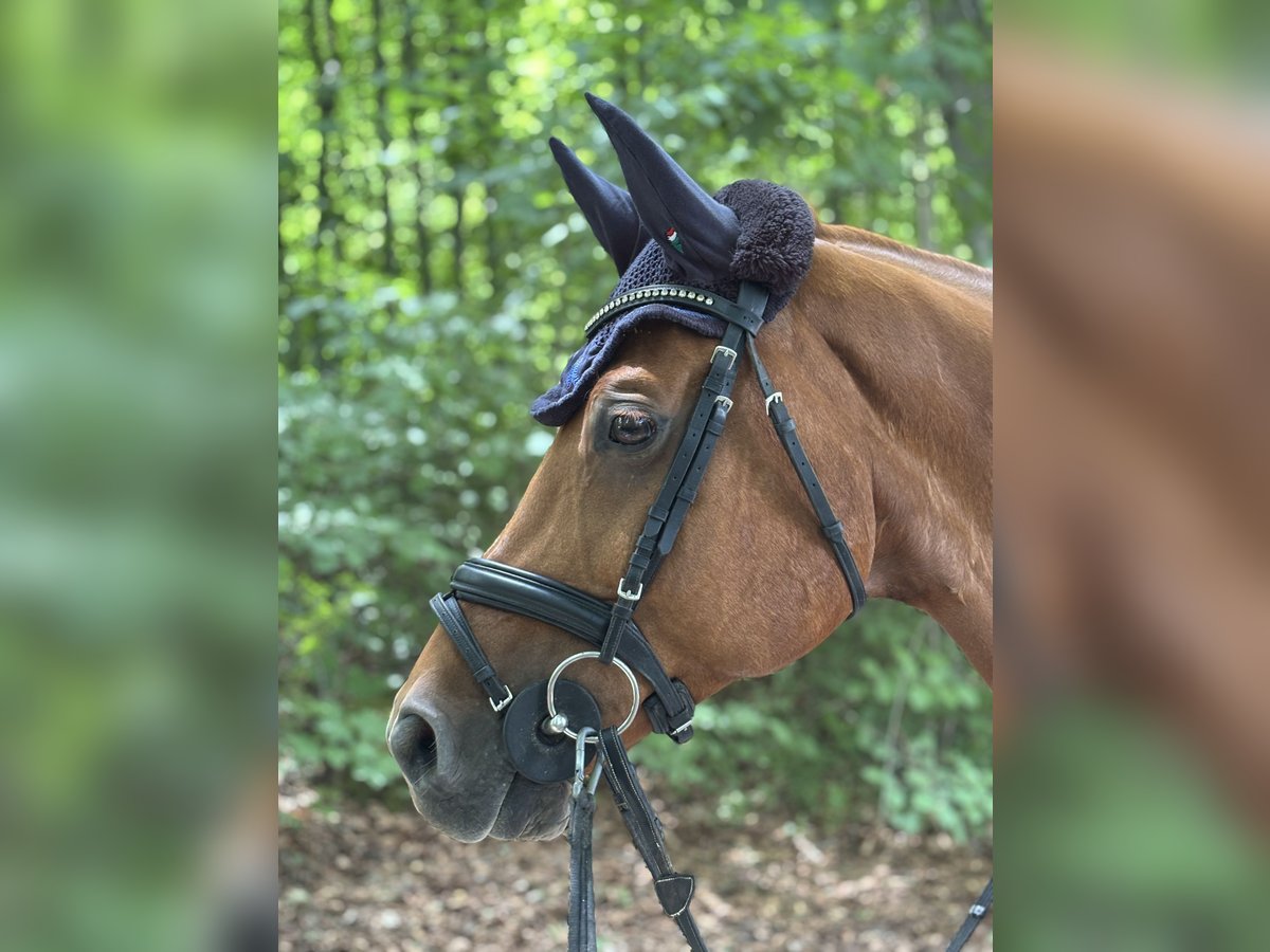 Baden Württemberger Wallach 11 Jahre 168 cm Fuchs in M&#xF6;ssingen