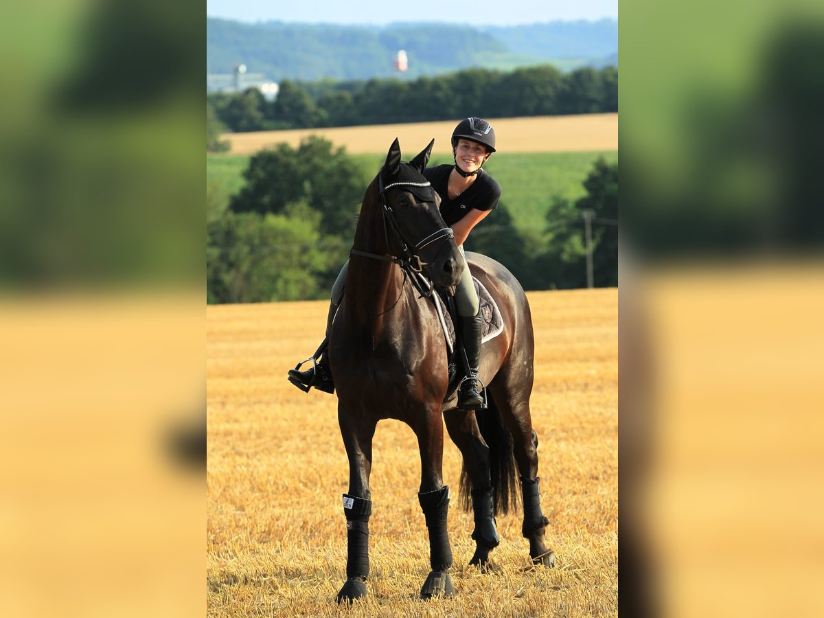 Baden Württemberger Wallach 11 Jahre 174 cm Rappe in Neuenstein