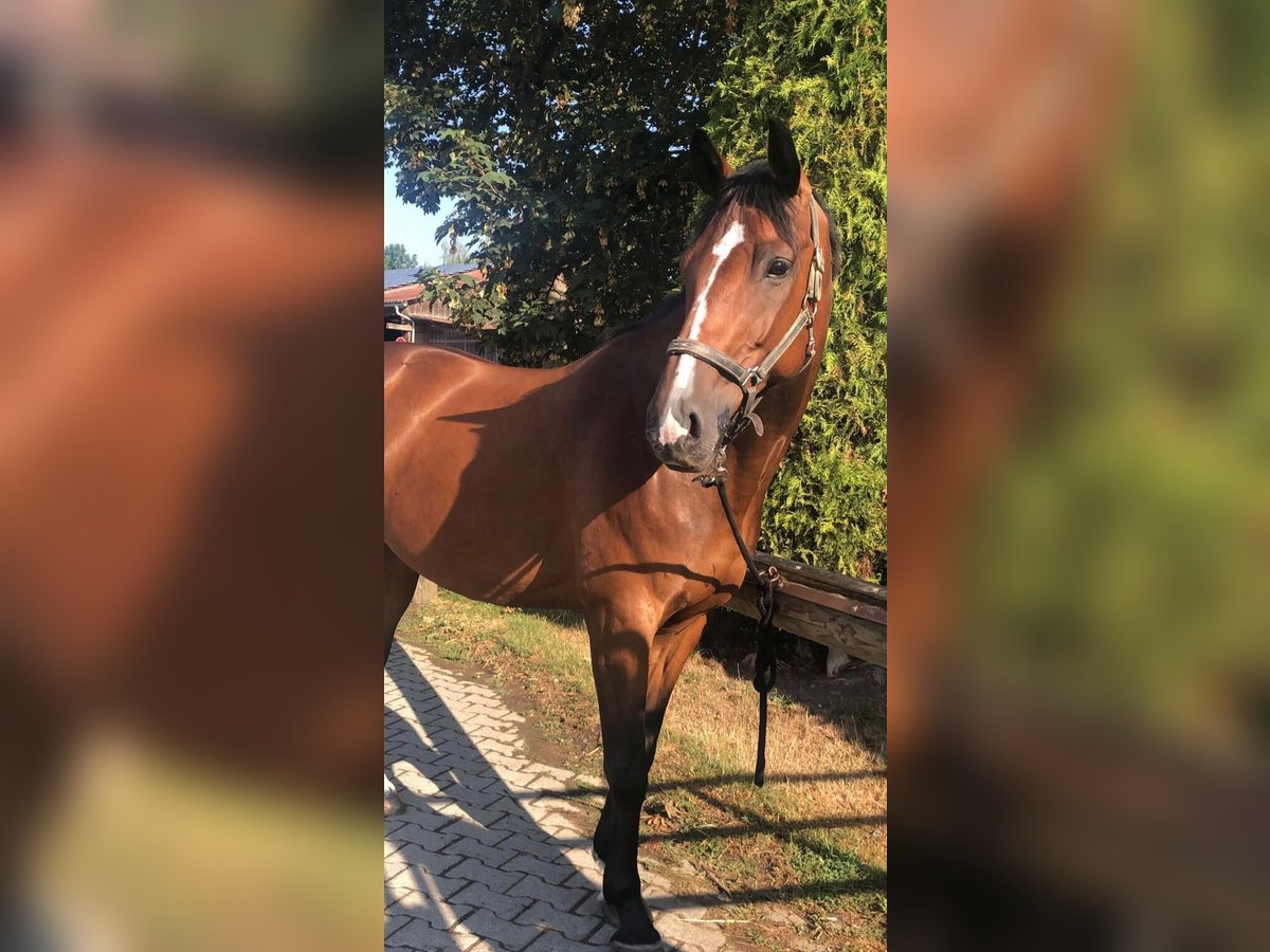Baden Württemberger Wallach 12 Jahre 164 cm Brauner in Langenau