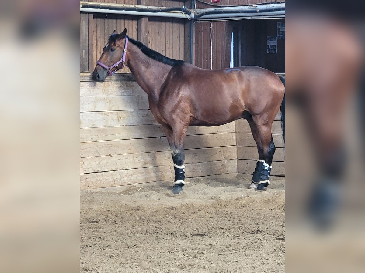 Baden Württemberger Wallach 12 Jahre 176 cm Brauner in Schw&#xE4;bisch Hall