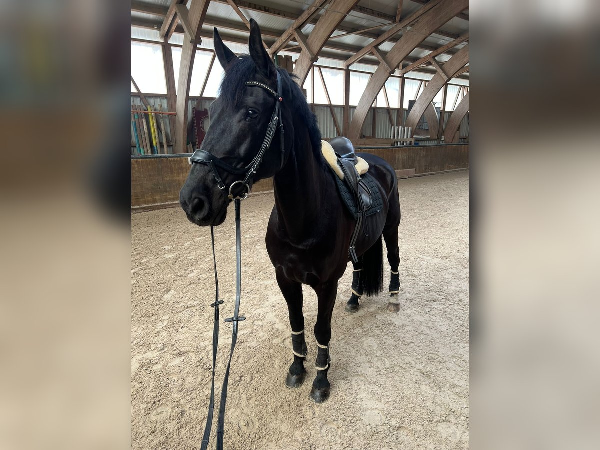 Baden Württemberger Wallach 12 Jahre 178 cm Rappe in Kriessern