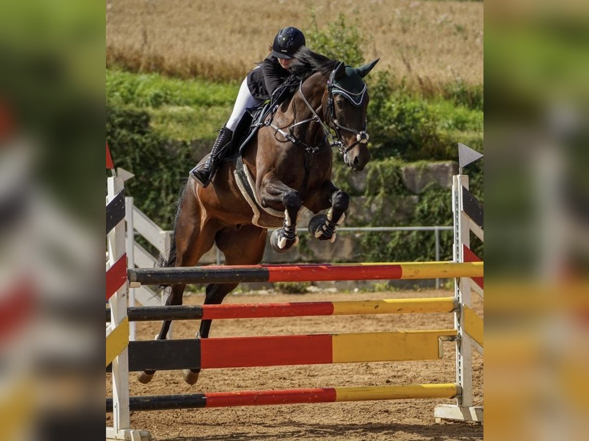 Baden Württemberger Wallach 12 Jahre 180 cm Dunkelbrauner in Hermaringen