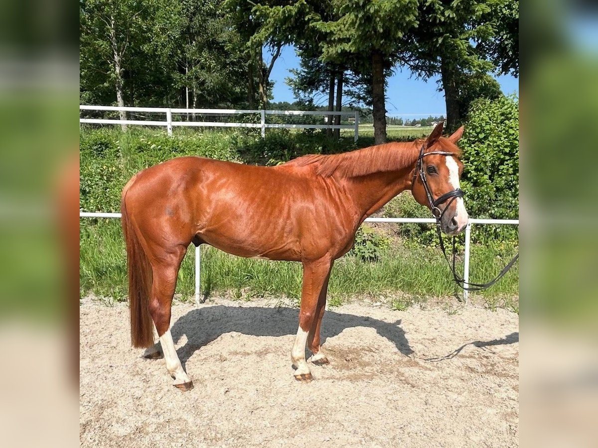 Baden Württemberger Wallach 13 Jahre 163 cm Fuchs in Linz