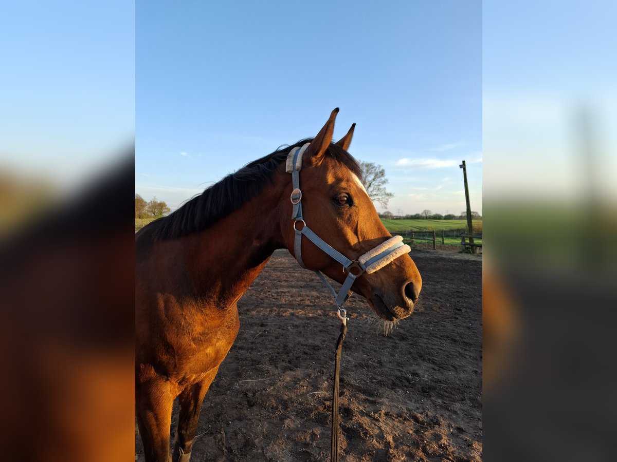 Baden Württemberger Wallach 13 Jahre 167 cm Brauner in Zarpen
