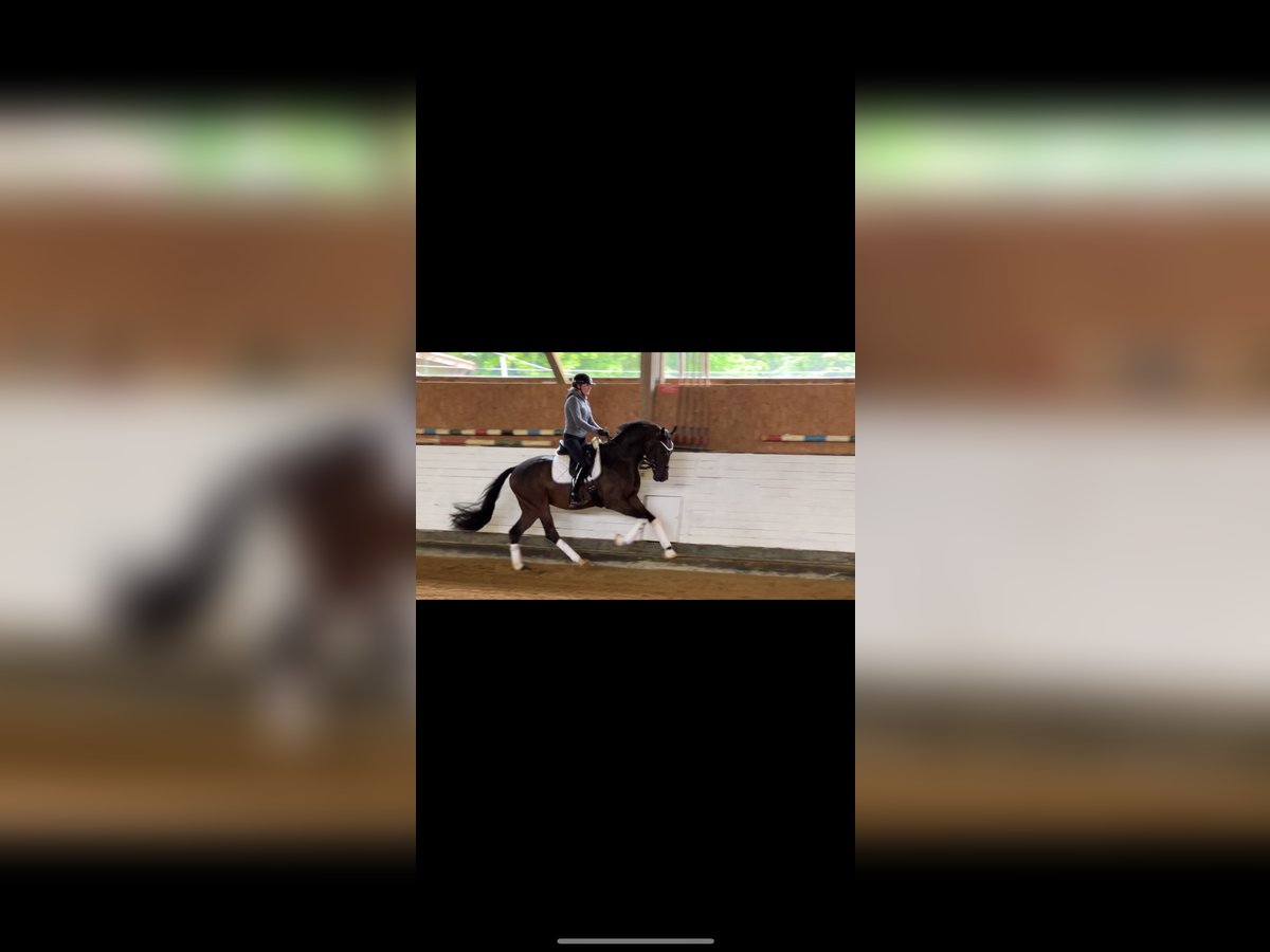 Baden Württemberger Wallach 3 Jahre 167 cm Dunkelbrauner in Trochtelfingen