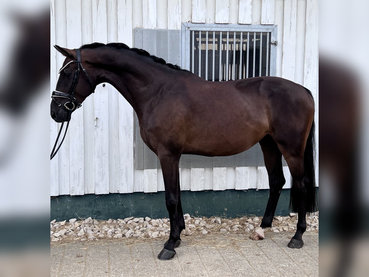 Baden Württemberger Wallach 3 Jahre 168 cm Dunkelbrauner in Trochtelfingen