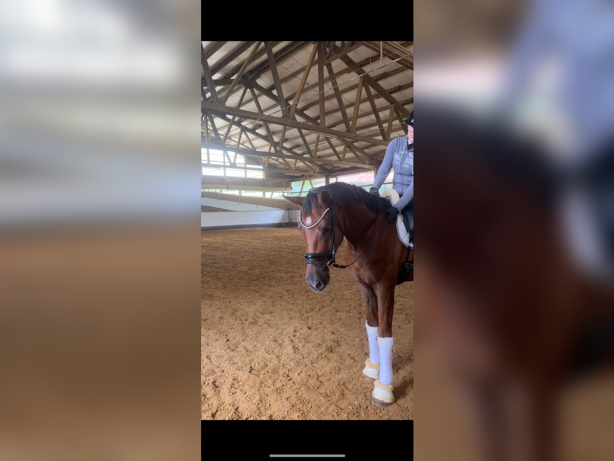 Baden Württemberger Wallach 3 Jahre 169 cm Dunkelfuchs in Trochtelfingen