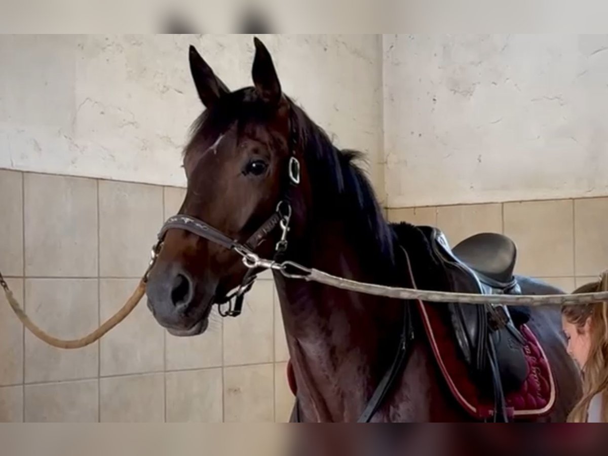 Baden Württemberger Wallach 3 Jahre 172 cm Brauner in Pattendorf