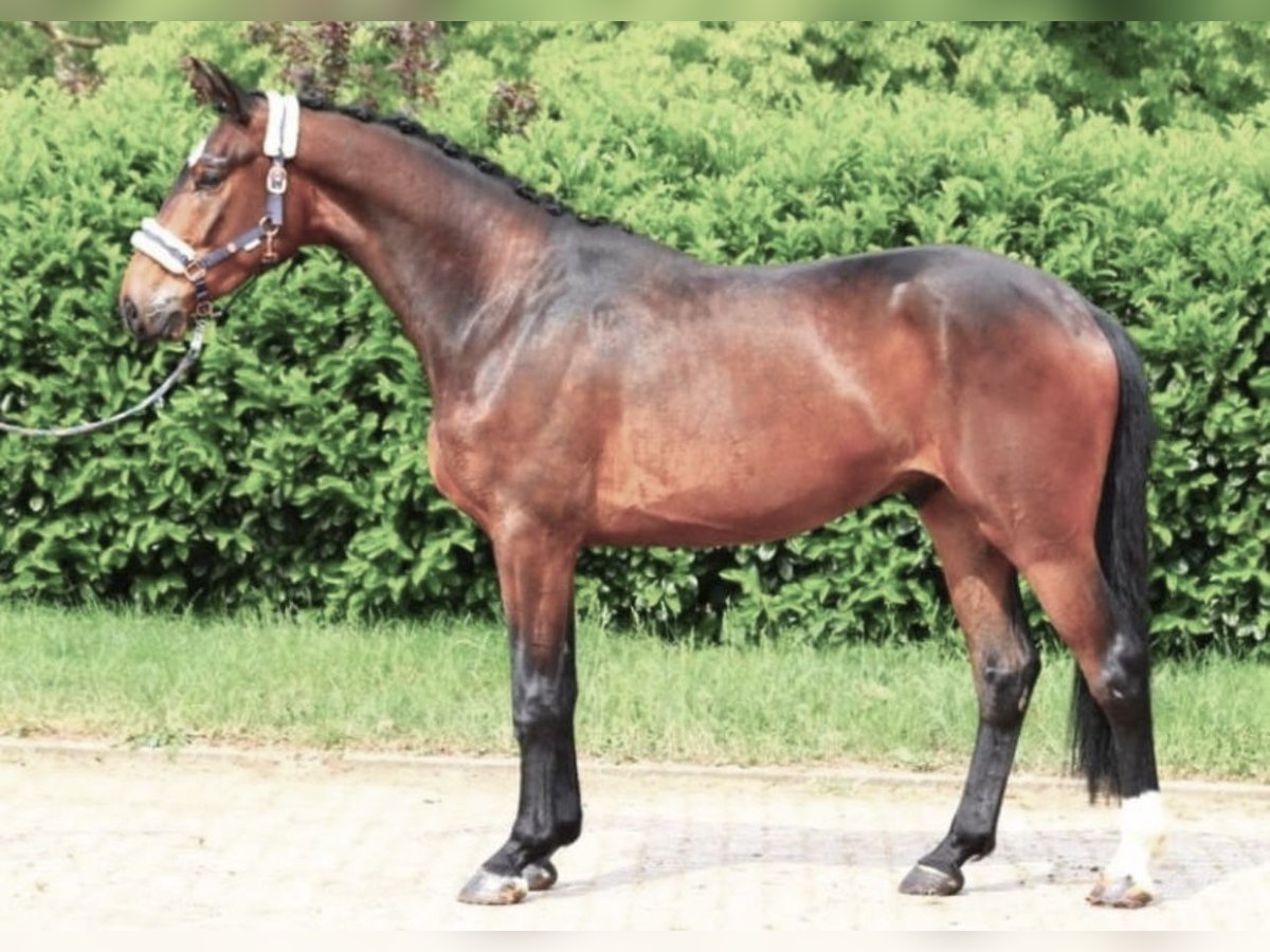 Baden Württemberger Wallach 4 Jahre 170 cm Brauner in Pelmberg